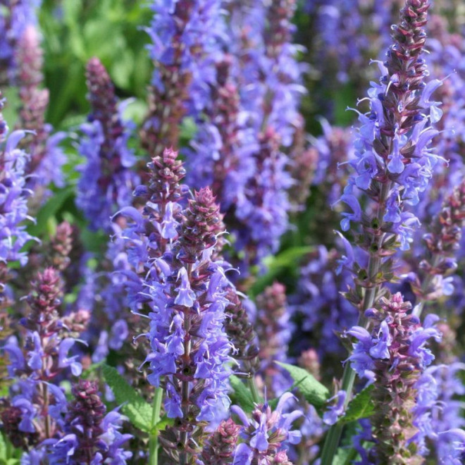 Szałwia omszona Blauhugel Salvia nemorosa