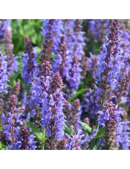 Szałwia omszona Blauhugel Salvia nemorosa