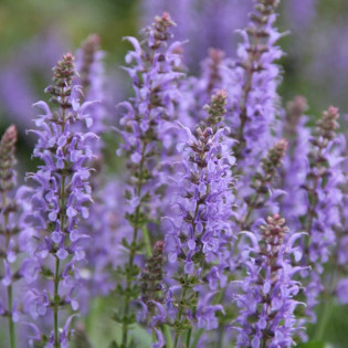 Szałwia omszona Blauhugel Salvia nemorosa 2