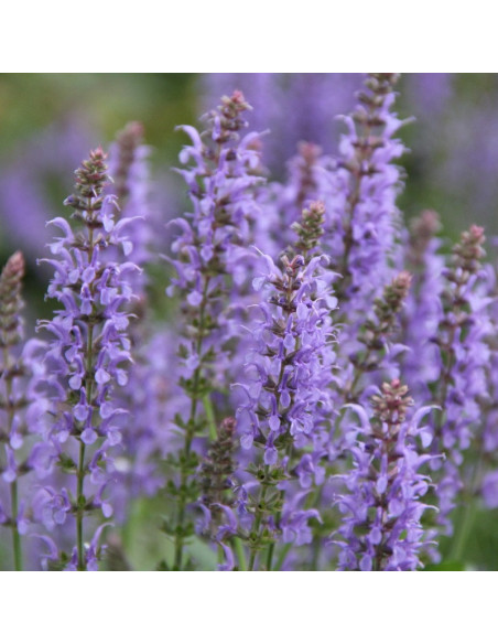 Blauhugel Szałwia omszona Salvia nemorosa