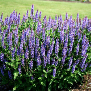 Szałwia omszona Blue Field Salvia nemorosa