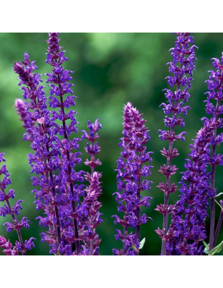 Caradonna Szałwia omszona Salvia nemorosa