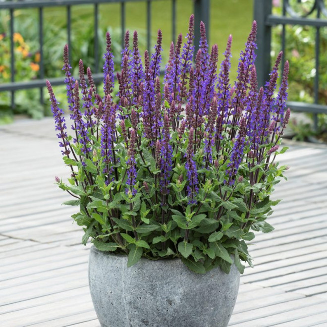 Szałwia omszona Caradonna Salvia nemorosa