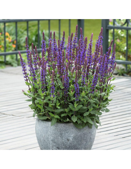 Szałwia omszona Caradonna Salvia nemorosa