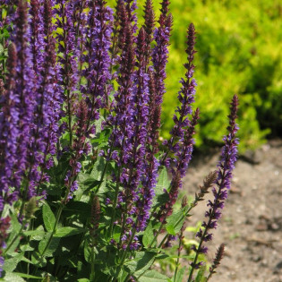 Szałwia omszona Ostfriesland Salvia nemorosa