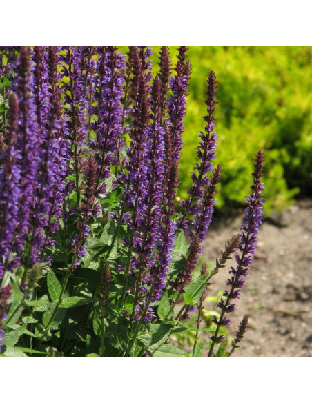 Szałwia omszona Ostfriesland Salvia nemorosa