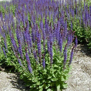 Szałwia omszona Ostfriesland Salvia nemorosa 2