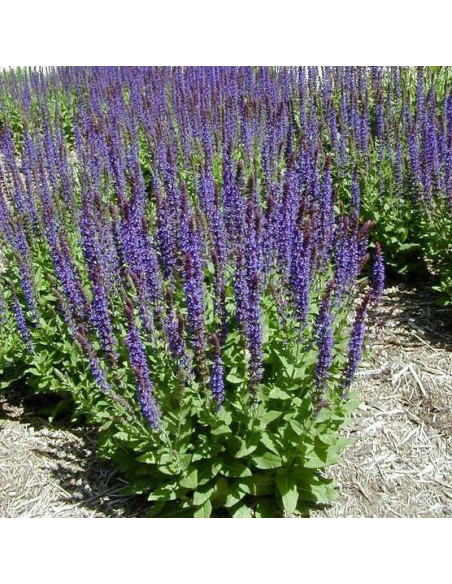 Ostfriesland Szałwia omszona Salvia nemorosa