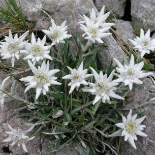 Szarotka alpejska Leontopodium alpinum