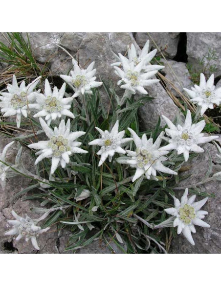 Szarotka alpejska Leontopodium alpinum