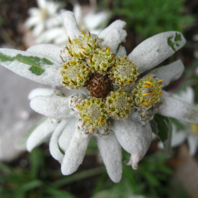 Leontopodium alpinum Szarotka alpejska
