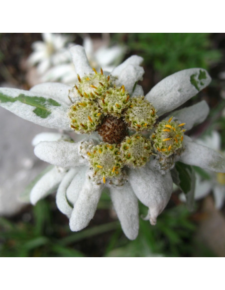 Leontopodium alpinum Szarotka alpejska