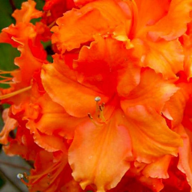 Azalia wielkokwiatowa Fasching Rhododendron mollis