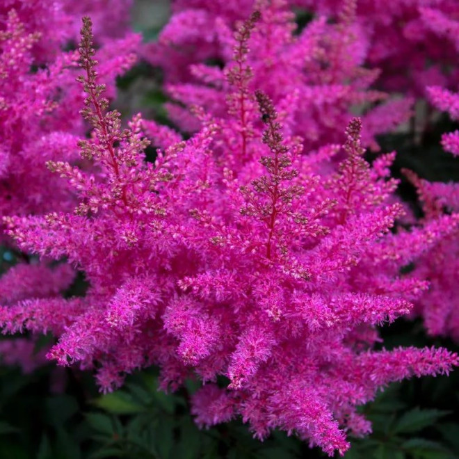 Tawułka Amethyst Astilbe