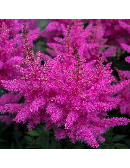 Tawułka Amethyst Astilbe