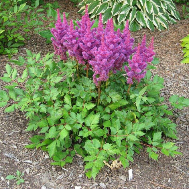 Amethyst Tawułka Astilbe