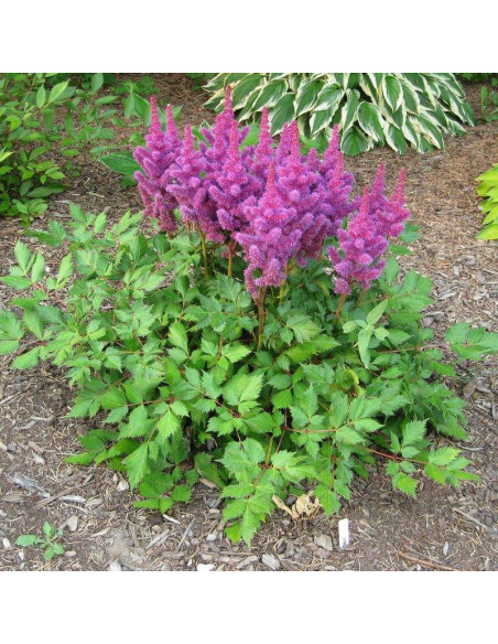 Amethyst Tawułka Astilbe