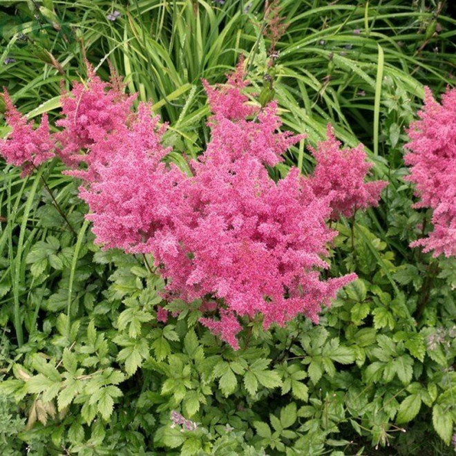 Tawułka Anita Pfeifer Astilbe