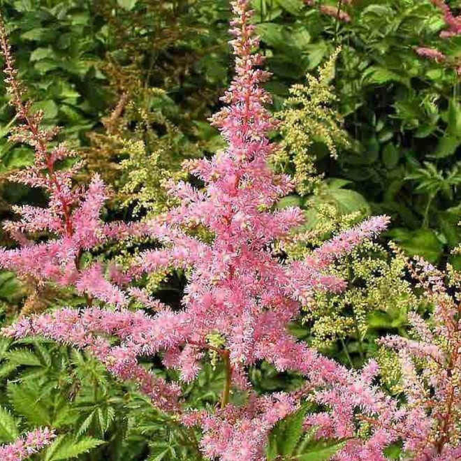 Tawułka Caroline Astilbe