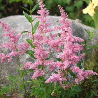 Tawułka chińska Finale Astilbe chinensis 2