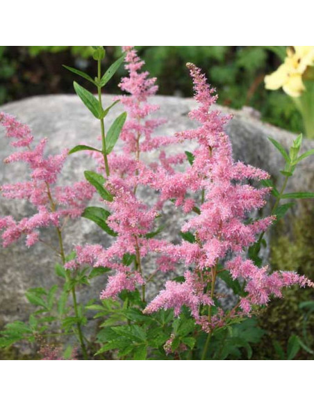 Finale Tawułka chińska Astilbe chinensis