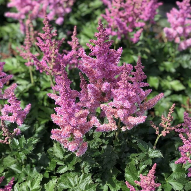 Tawułka chińska Finale Astilbe chinensis