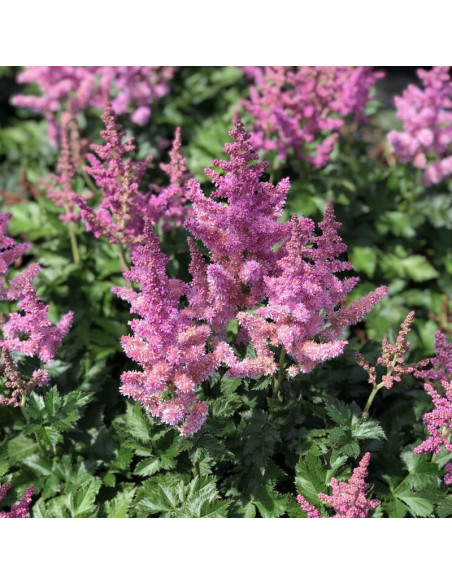 Tawułka chińska Finale Astilbe chinensis