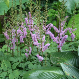 Tawułka chińska Pumila Astilbe chinensis