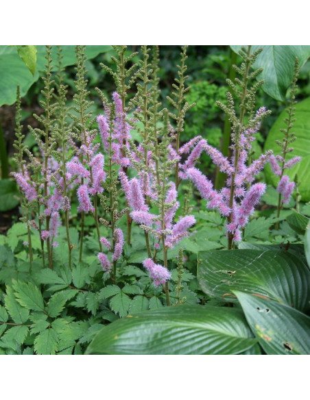 Tawułka chińska Pumila Astilbe chinensis
