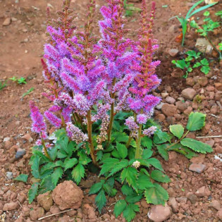 Tawułka chińska Pumila Astilbe chinensis 2