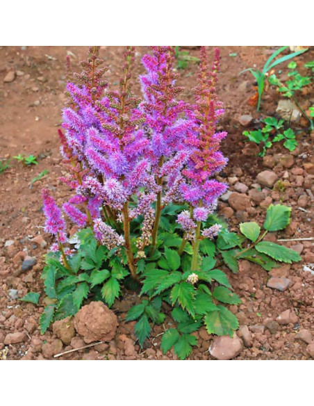 Pumila Tawułka chińska Astilbe chinensis