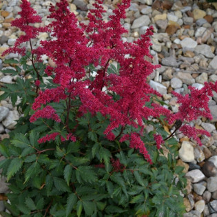 Tawułka Fanal Astilbe