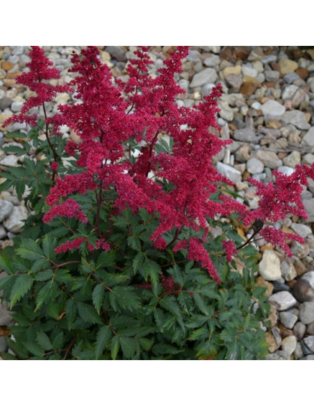 Tawułka Fanal Astilbe