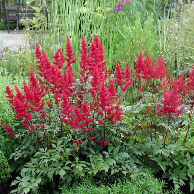Fanal Tawułka Astilbe