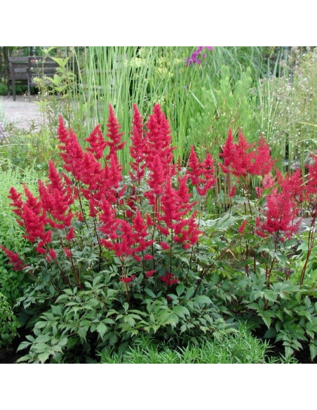 Fanal Tawułka Astilbe