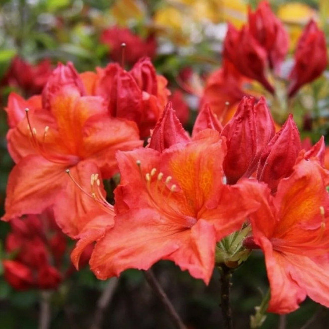 Azalia wielkokwiatowa Feuerwerk czerwona Rhododendron