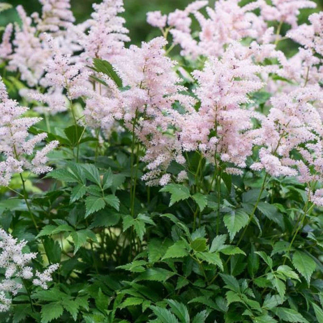 Tawułka Peach Blossom Astilbe