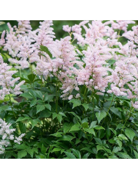 Tawułka Peach Blossom Astilbe