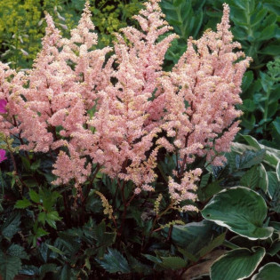 Tawułka Peach Blossom Astilbe 2