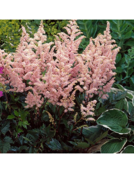 Peach Blossom Tawułka Astilbe