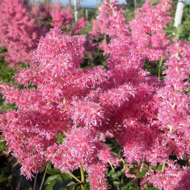 Tawułka Rheinland Astilbe