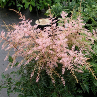 Tawułka Sprite Astilbe