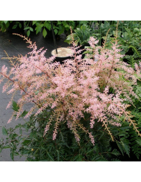 Tawułka Sprite Astilbe