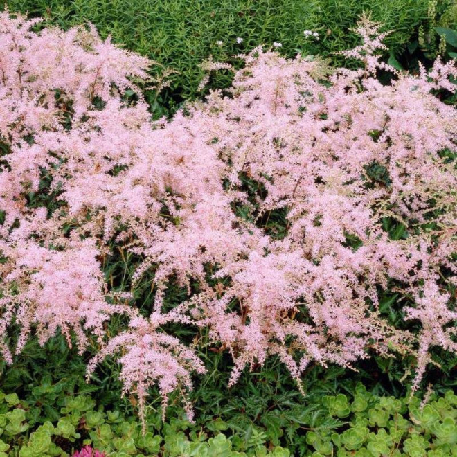 Sprite Tawułka Astilbe