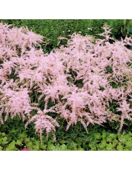 Sprite Tawułka Astilbe