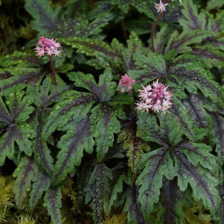 Tiarella Angel Wings Tiarella