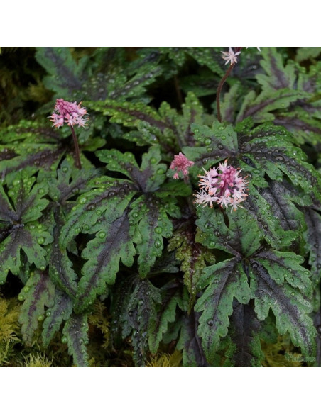 Tiarella Angel Wings Tiarella