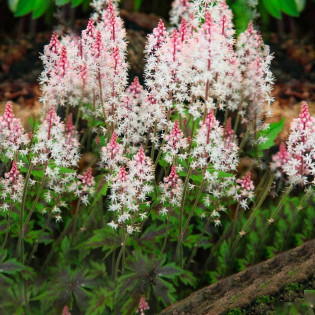 Tiarella Angel Wings Tiarella 2