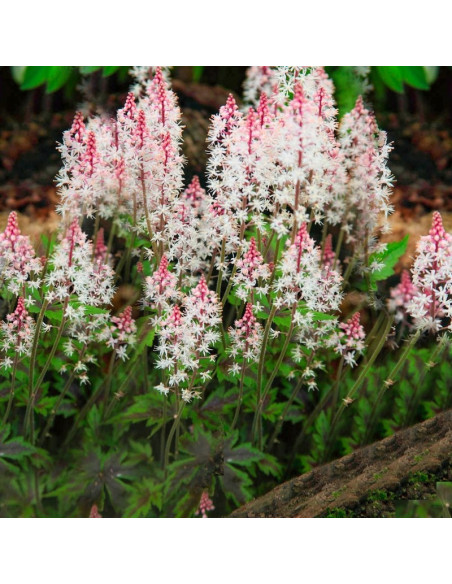 Angel Wings Tiarella Tiarella