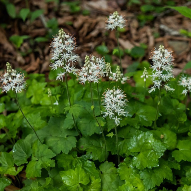 Tiarella sercolistna Tiarella cordifolia